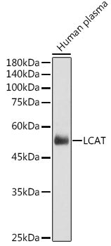 LCAT Rabbit pAb