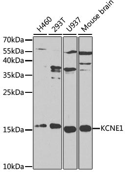 KCNE1 Rabbit pAb
