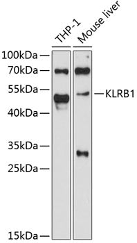 KLRB1 Rabbit pAb