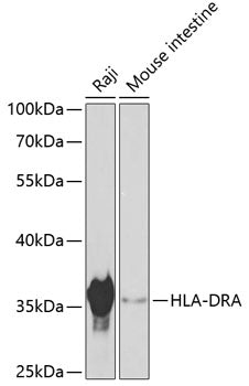 HLA-DRA Rabbit pAb
