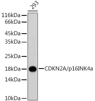 CDKN2A/p16INK4a Rabbit pAb