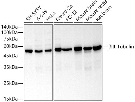 βIII-Tubulin Rabbit pAb
