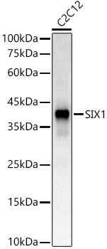 SIX1 Rabbit pAb