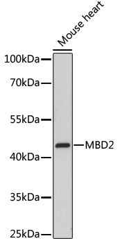 MBD2 Rabbit pAb