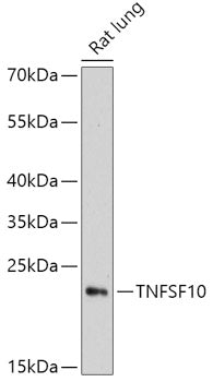 TNFSF10 Rabbit pAb