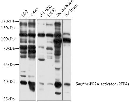 Ser/thr-PP2A activator (PTPA) Rabbit pAb