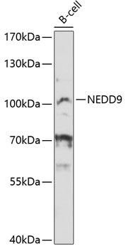 NEDD9 Rabbit pAb