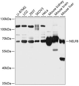 NELFB Rabbit pAb