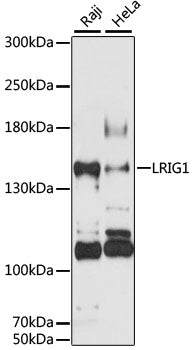 LRIG1 Rabbit pAb