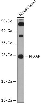 RFXAP Rabbit pAb