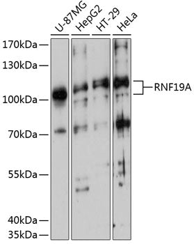 RNF19A Rabbit pAb