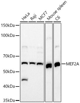MEF2A Rabbit pAb