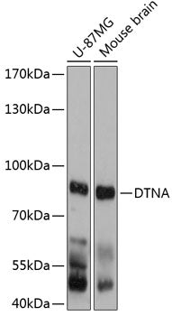 DTNA Rabbit pAb