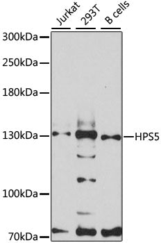 HPS5 Rabbit pAb