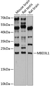 MBD3L1 Rabbit pAb