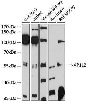 NAP1L2 Rabbit pAb