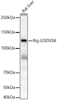 Rig-I/DDX58 Rabbit mAb