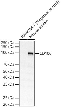 CD106 Rabbit pAb