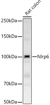 Nlrp6 Rabbit pAb