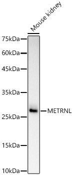 METRNL Rabbit pAb