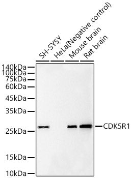 CDK5R1 Rabbit mAb
