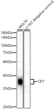CD7 Rabbit mAb