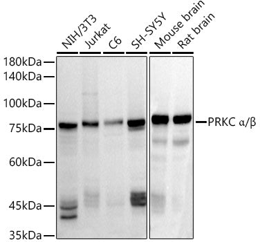 PRKC α/β Rabbit pAb