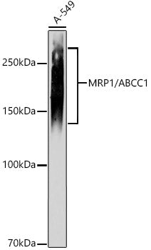 MRP1/ABCC1 Rabbit mAb