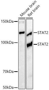 STAT2 Rabbit mAb