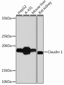 Claudin 1 Rabbit mAb