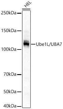 Ube1L / UBA7 Rabbit mAb
