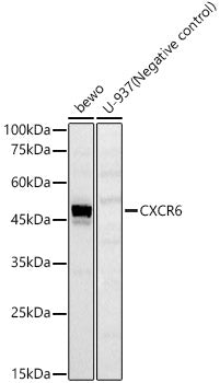 CXCR6 Rabbit pAb