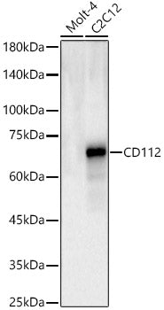 CD112 Rabbit pAb