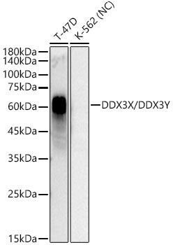 DcR1/CD263 Rabbit mAb