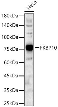 FKBP10 Rabbit pAb