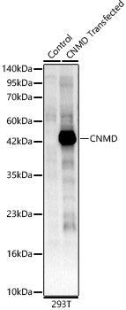 CNMD Rabbit pAb