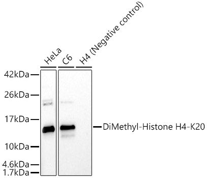 DiMethyl-Histone H4-K20 Rabbit pAb