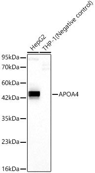 APOA4 Rabbit mAb