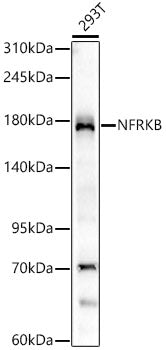 NFRKB Rabbit mAb