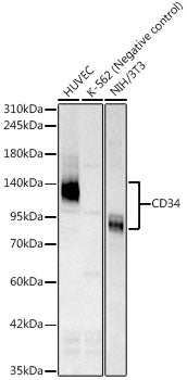 CD34 Rabbit PolymAb®