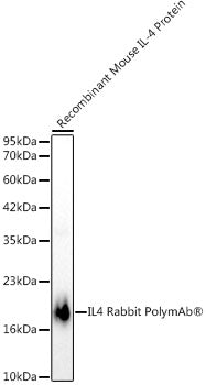 IL4 Rabbit PolymAb®