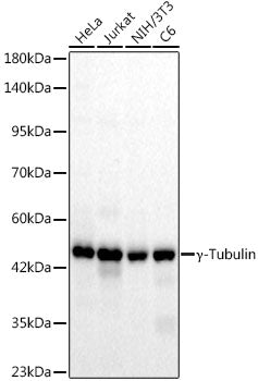 γ-Tubulin Rabbit mAb