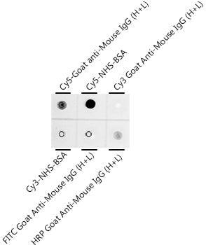 Cy5 Rabbit mAb