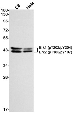 Phospho-ERK1/2 (Thr202/Tyr204)/(Thr185/Tyr187) Rabbit Monoclonal Antibody