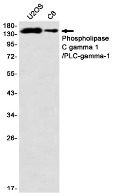 phospho-Phospholipase C gamma 1/PLC-gamma-1 (Y1253)(14A10) Rabbit Monoclonal Antibody