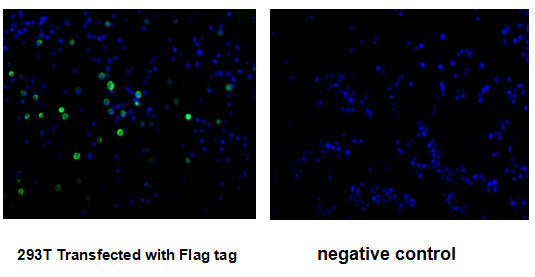 Flag Tag Monoclonal Antibody