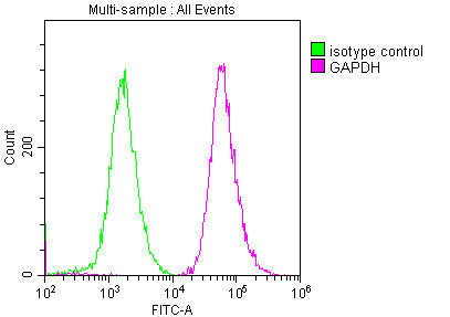 GAPDH Monoclonal Antibody
