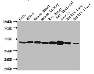 ACTB Monoclonal Antibody