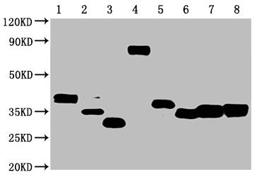 Avi-Tag Monoclonal Antibody