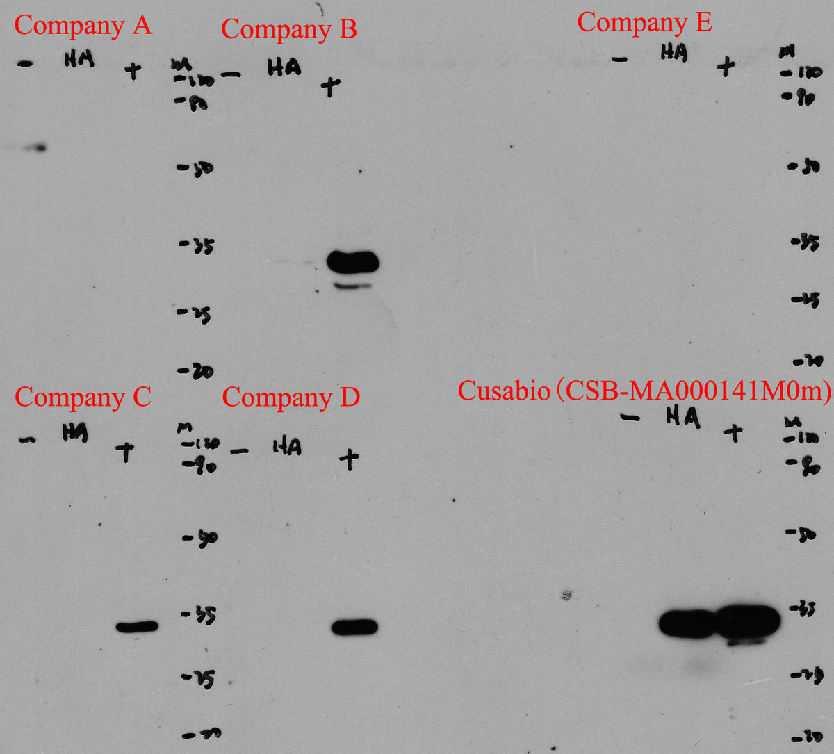 HA-Tag Monoclonal Antibody